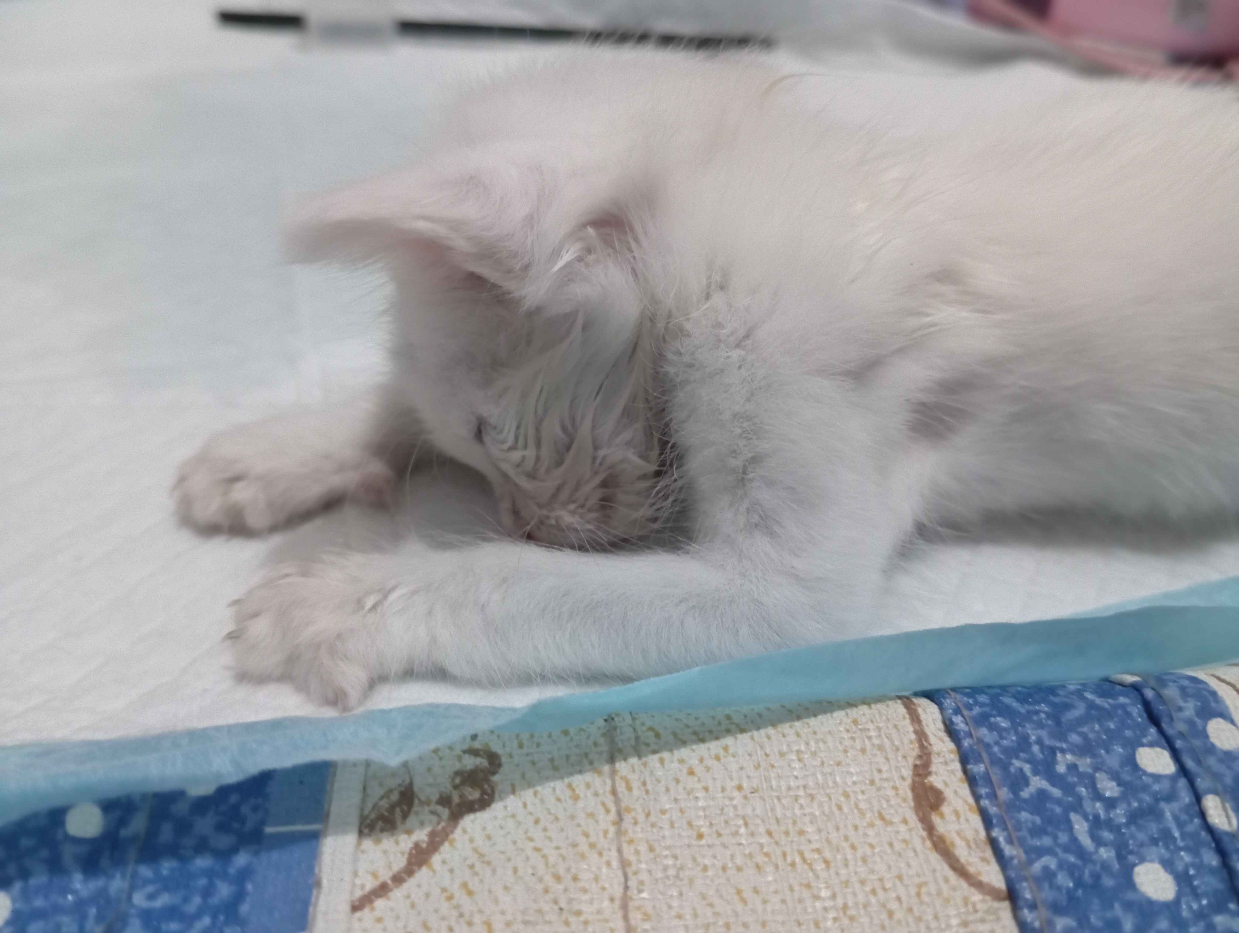 Meong